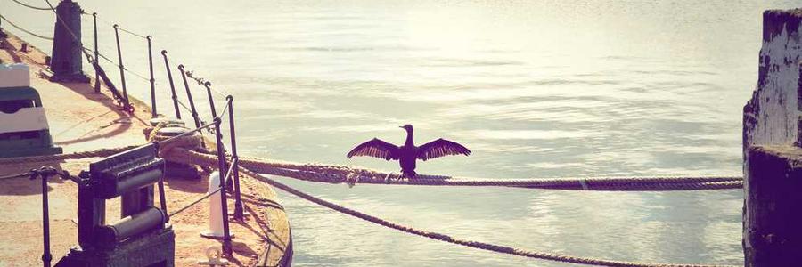 Sit quia est est quia est neque.