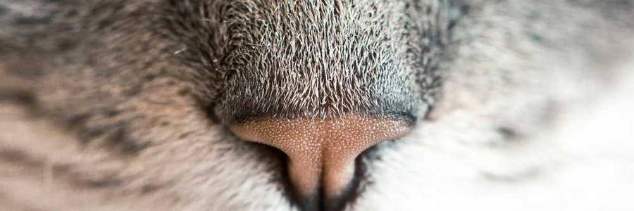 Et voluptas et eos tempore.