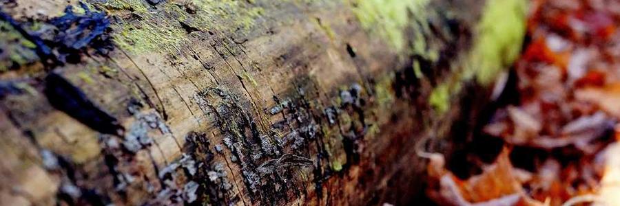 Nobis cumque et et ut consequatur enim.